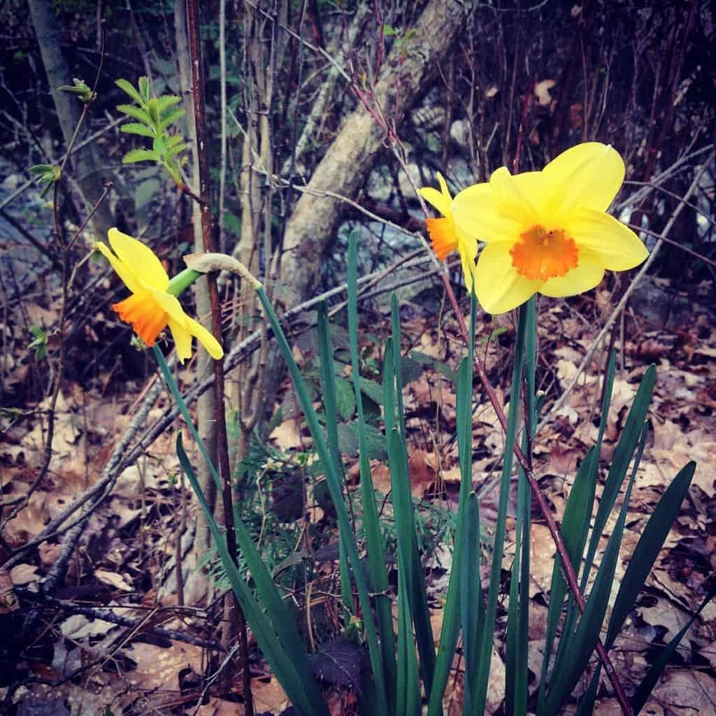 daffodils