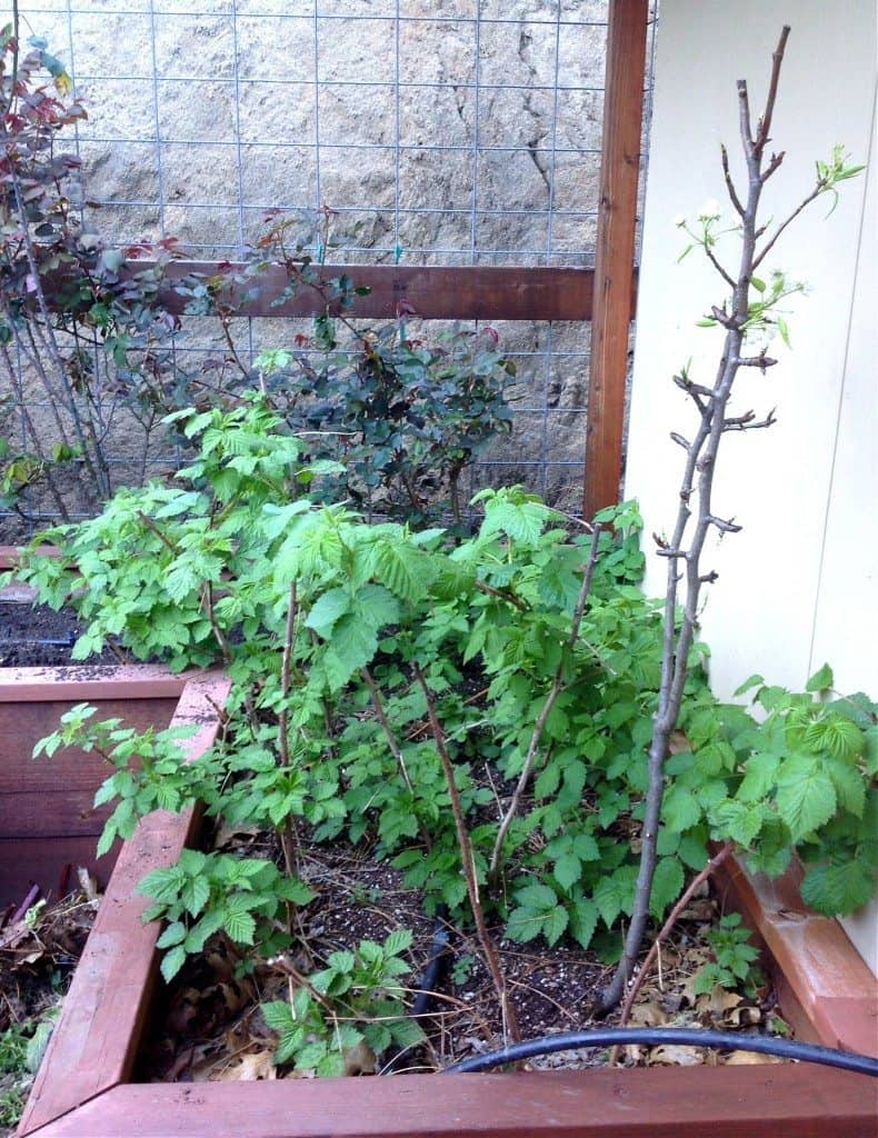 raspberry plants