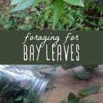 Bay leaf plant, and foraged bay leaves in a glass jar on a cutting board.
