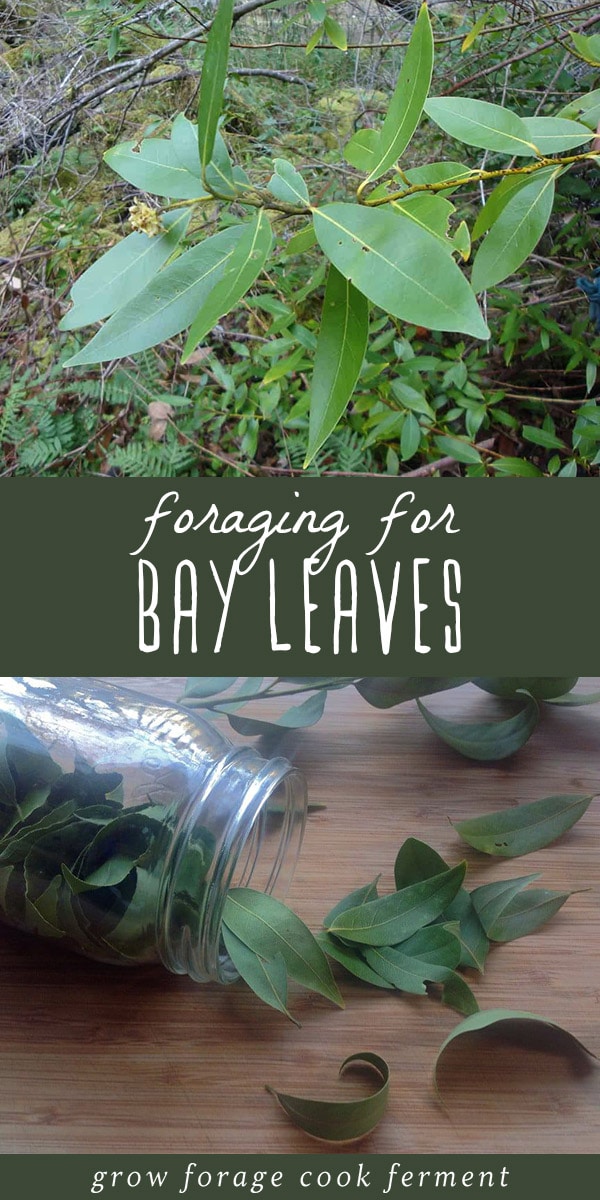 Did you know that you can forage for bay leaves? Wild bay trees are easy to find in California and Southern Oregon. Once dried, they are a lovely herb to add to your spice collection with a variety of culinary and medicinal properties. Plus foraging for your own bay leaves is much more economical than buying them at the store, and the flavor is unbeatable! Let's go foraging for bay leaves! #foraging #herbs #herbalism