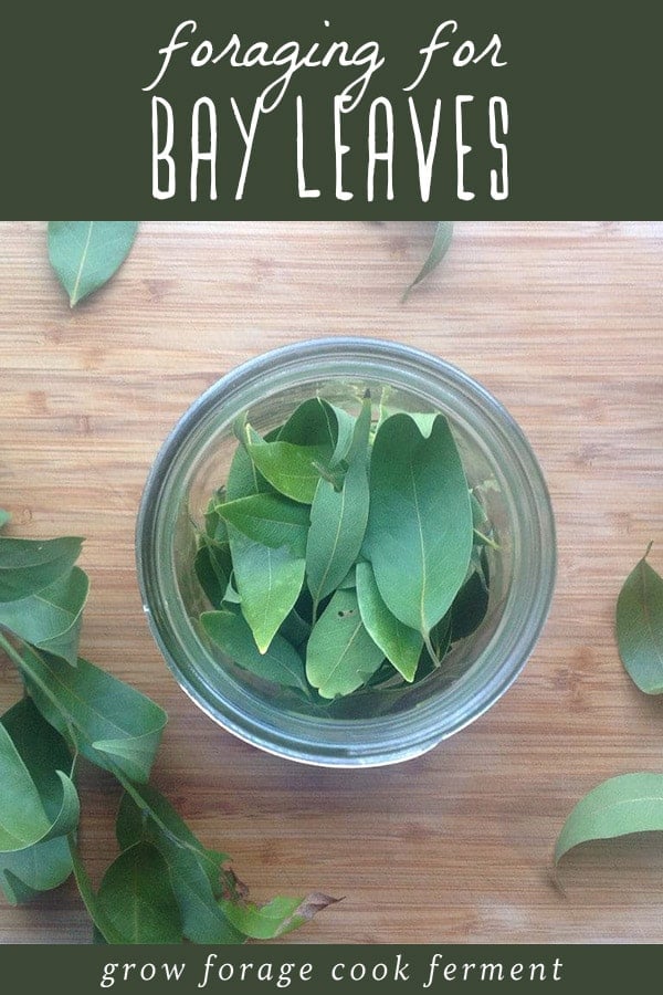 Foraged bay leaves in a small glass jar.