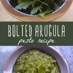 Bolted arugula leaves in a bowl, and a bowl of bolted arugula pesto.