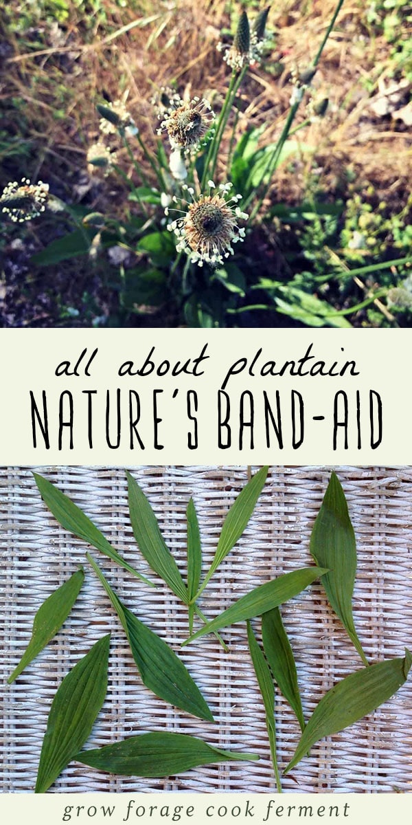 Much more than just a weed, plantain is a powerful medicinal. It's a common ingredient in herbal salves, herbal teas and and other remedies, and is a highly effective cough medicine. Learn how to identify plantain, and how to use this powerful plant in your herbalism or herbal medicine practice. #herbalism #herbalmedicine