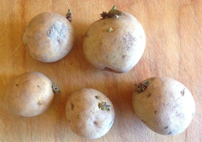 sprouted potatoes