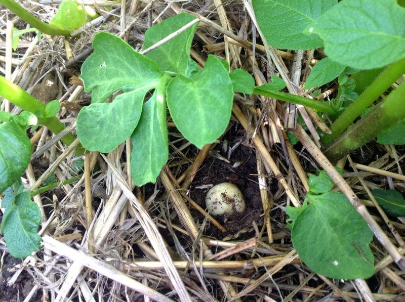 how to grow potatoes