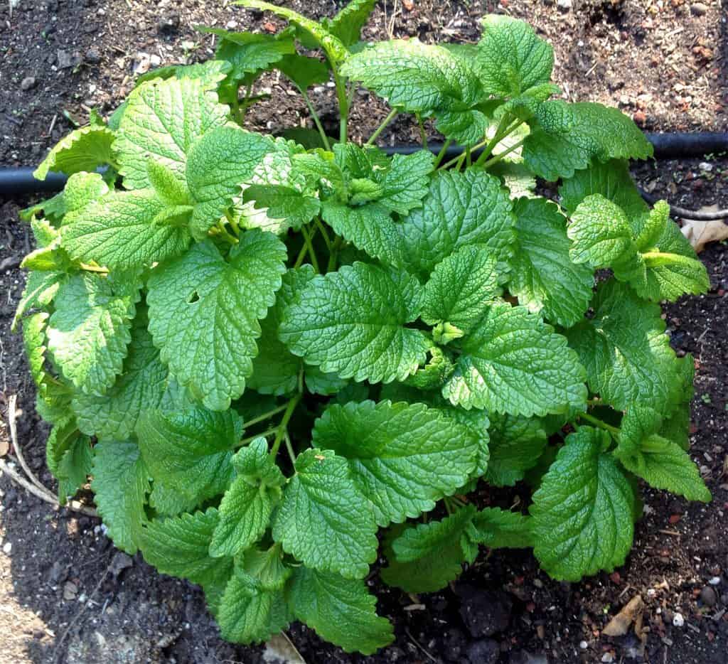 lemon balm