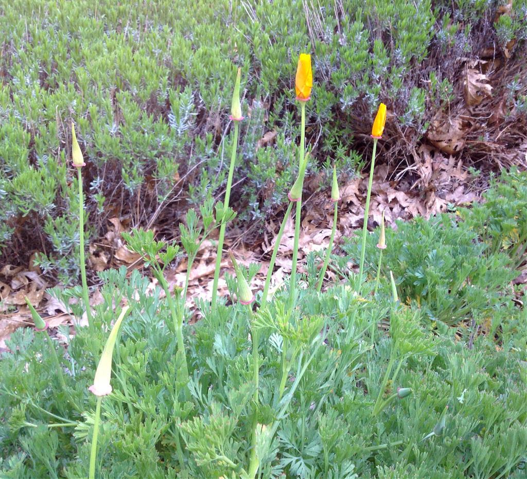 california poppy