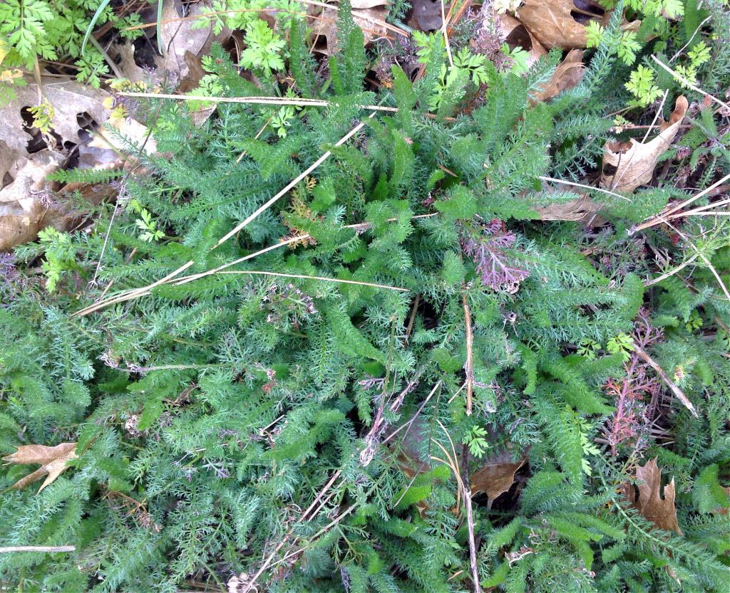 yarrow