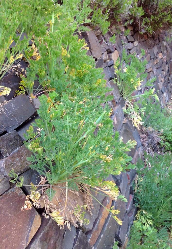 california poppies