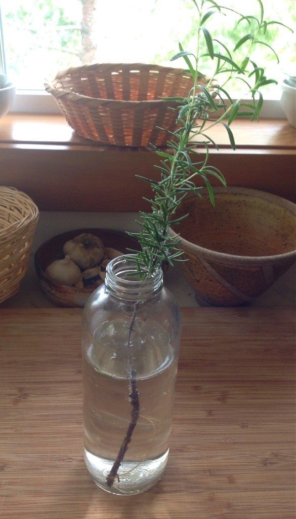 rooting rosemary