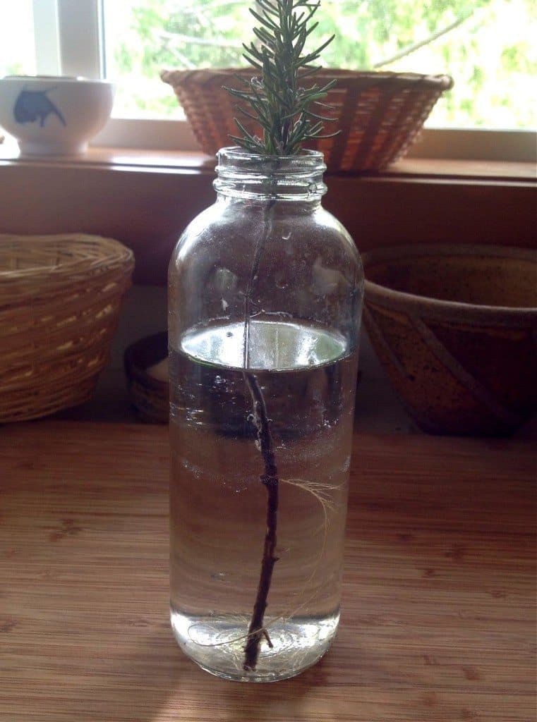rooting rosemary
