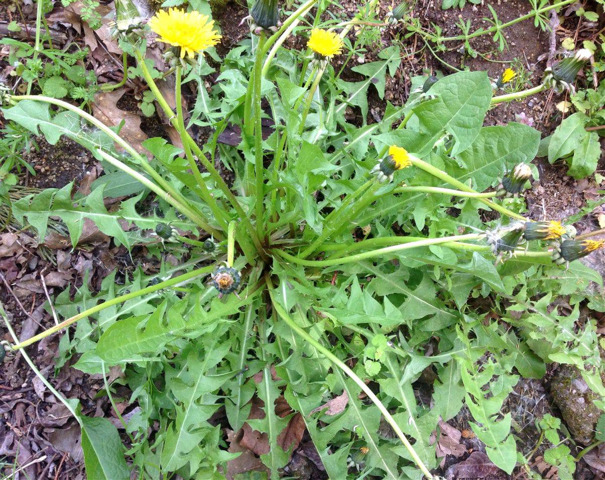 Foraging for Dandelions