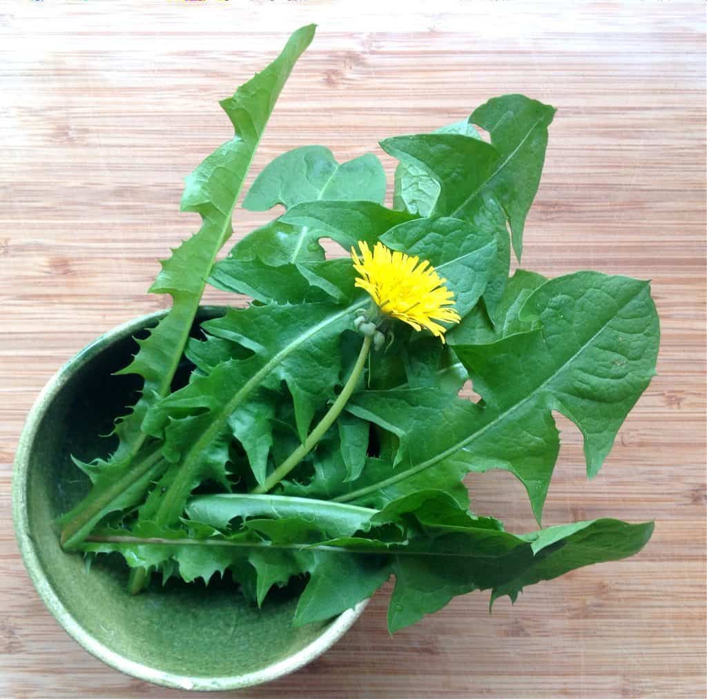 Foraging for Dandelions