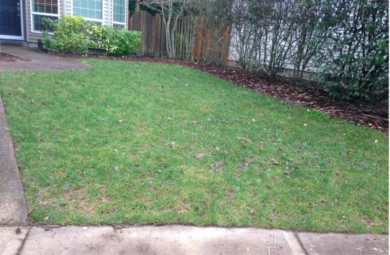 before shot lawn