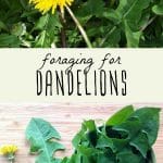 A dandelion plant, and a foraged dandelion plant on a wood background.