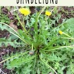 A dandelion plant growing in a yard.