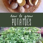Fresh potatoes in a basket, and potatoes growing in a garden.