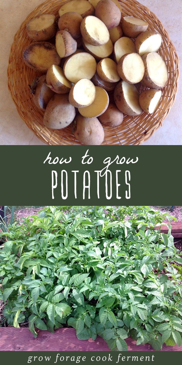 If you've never had a homegrown potato you're missing out! Here's how to grow potatoes, one of the easiest and tastiest veggies for your home garden. #potatoes #gardening