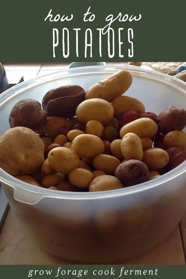 A tub of homegrown backyard potatoes.
