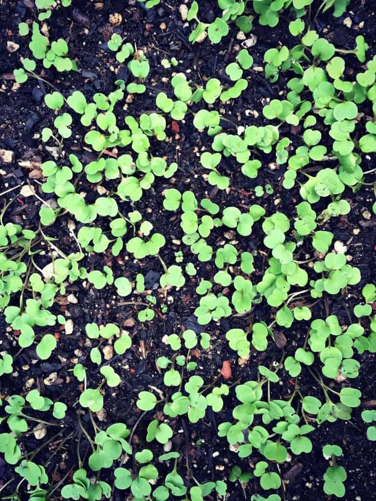 arugula sprouts