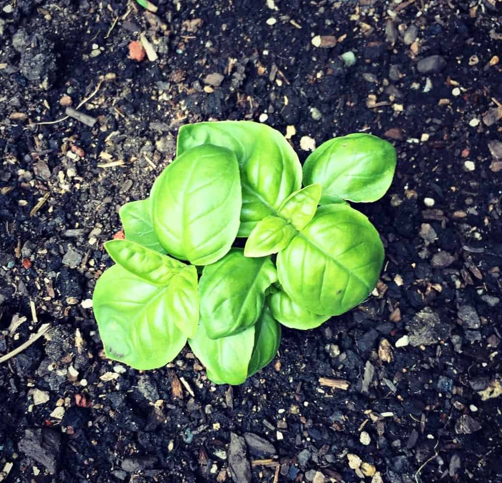 basil