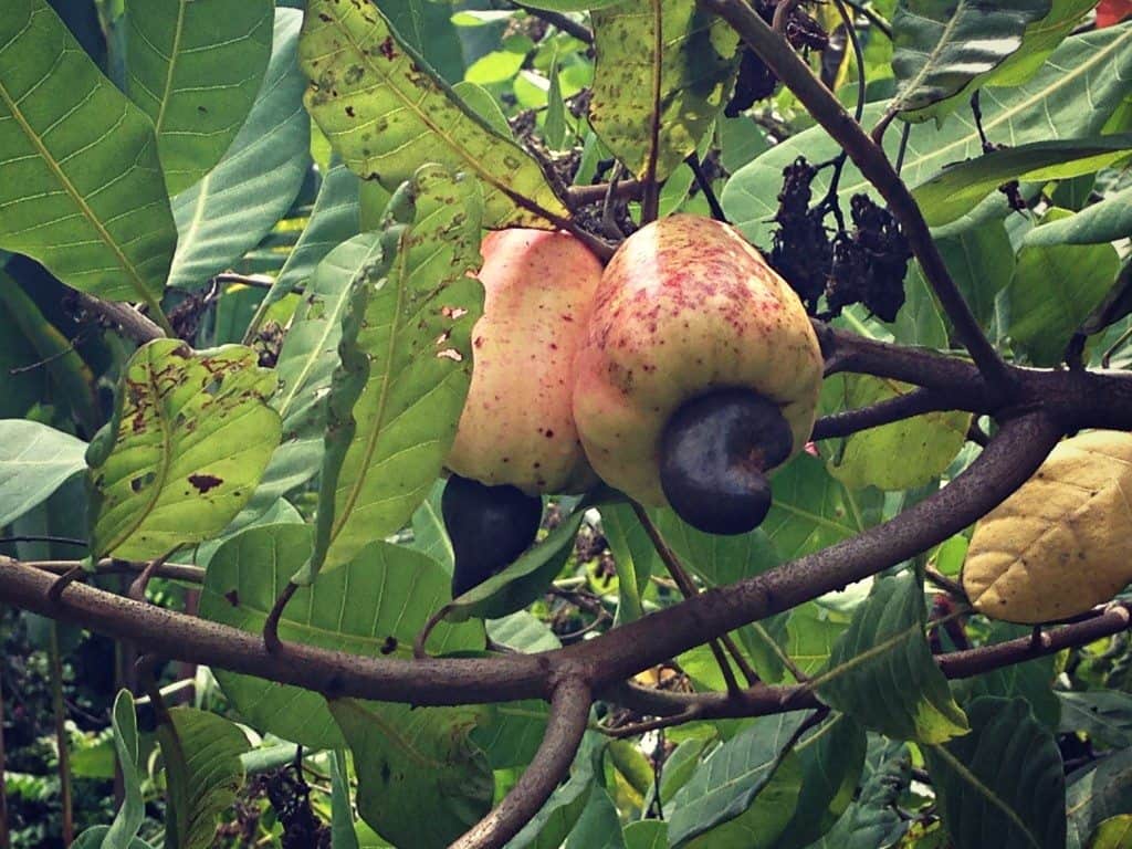 cashew apple