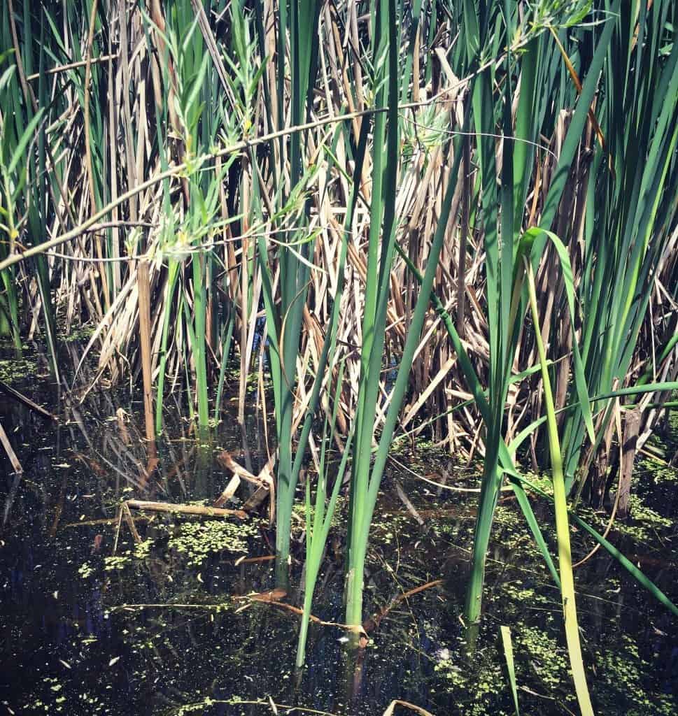 cattail shoots in water