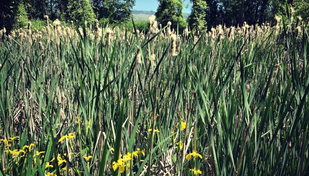 cattails