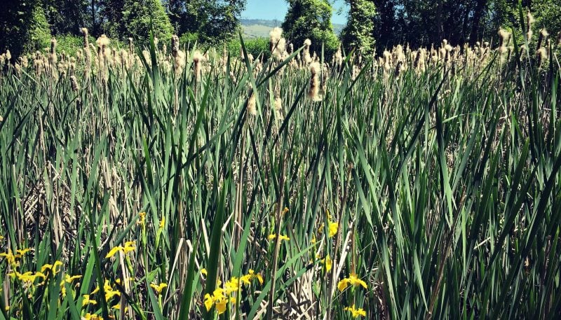 a patch of cattails