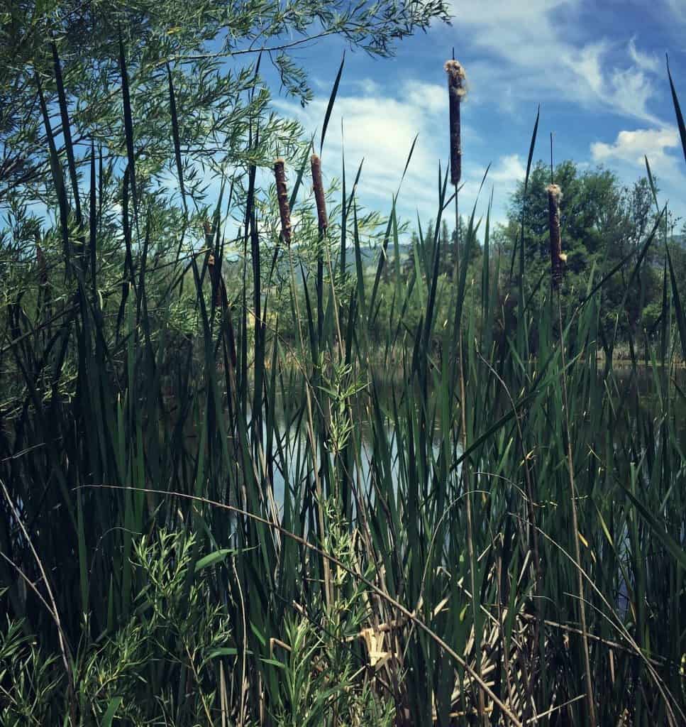 cattails in water