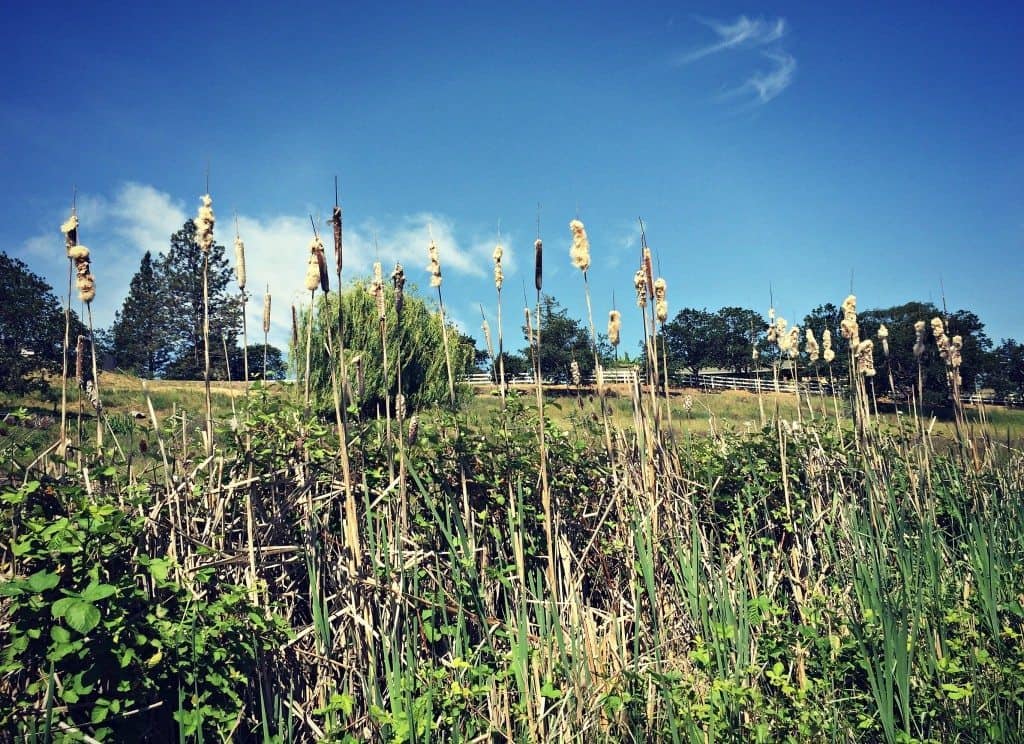 cattails on road