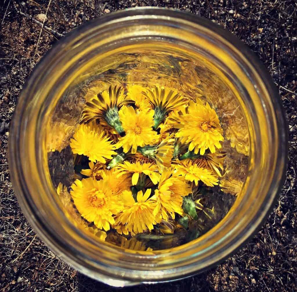 dandelion mead