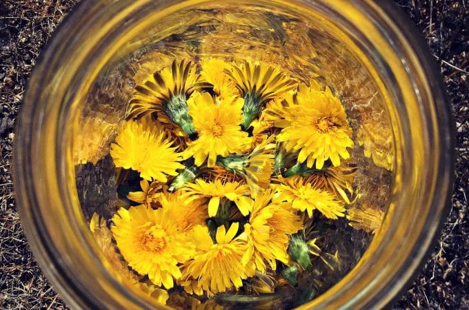 dandelion mead