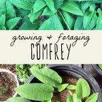 A close-up view of a comfrey plant, and freshly transplanted comfrey in a pot.