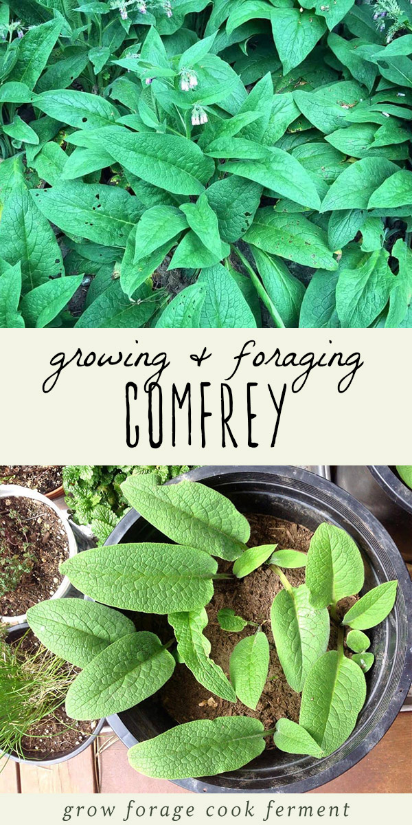 Comfrey is a useful plant that is easy to transplant and grow in your own backyard. It's a wonderful natural fertilizer and has many medicinal uses in an herbal medicine practice. Learn how to identify and forage for comfrey, and how to transplant comfrey roots to grow in your own backyard. #comfrey #forage #herbalism #gardening