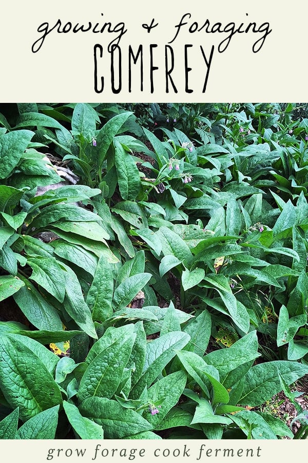 Comfrey is a useful plant that is easy to transplant and grow in your own backyard. It's a wonderful natural fertilizer and has many medicinal uses in an herbal medicine practice. Learn how to identify and forage for comfrey, and how to transplant comfrey roots to grow in your own backyard. #comfrey #forage #herbalism #gardening Several comfrey plants growing in the forest.