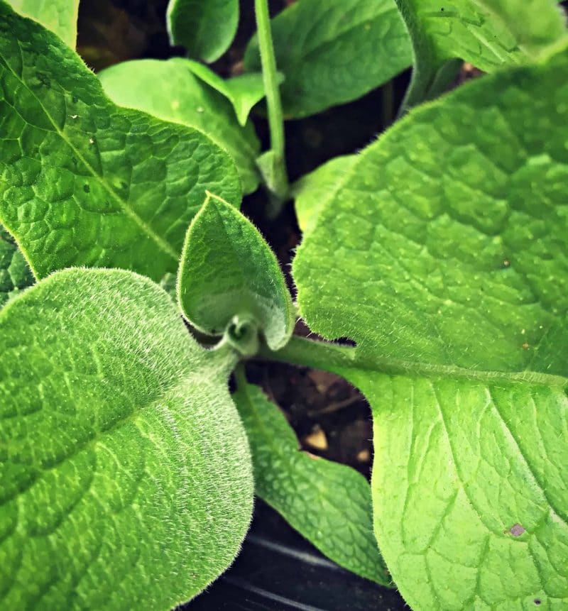 comfrey