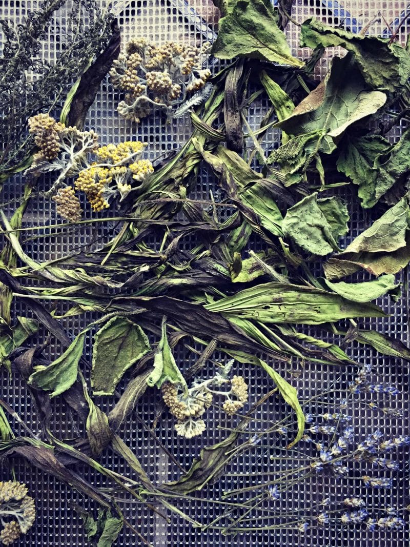 dried herbs on a screen