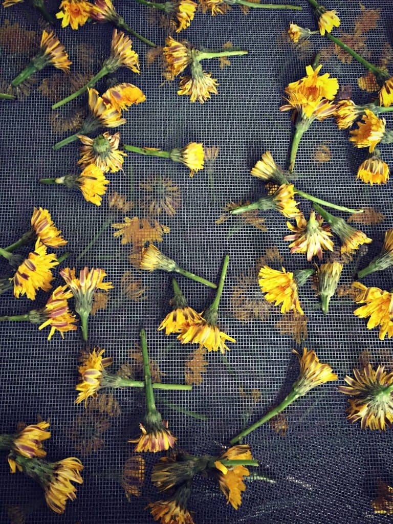 drying dandelions