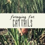 How to identify and forage for cattails, and a woman pulling up fresh cattails.