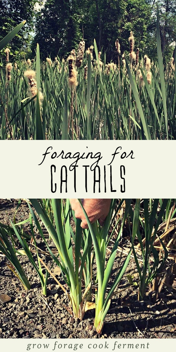 Cattails are useful in so many different ways, and they are the perfect survival food! Learn how to go foraging for cattails and all the ways to use them. #forage #cattails #survivalism #foraging