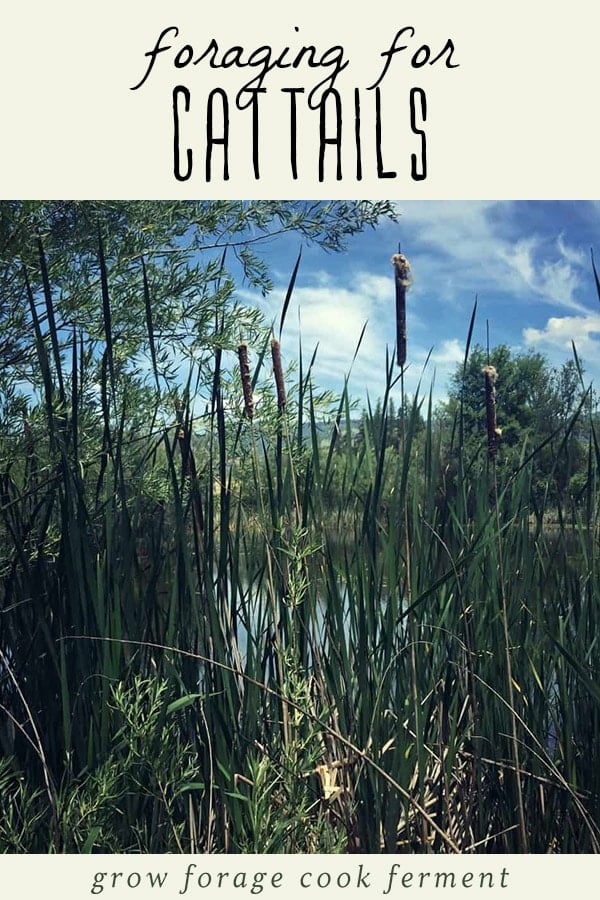 Cattails growing along a pond during summer