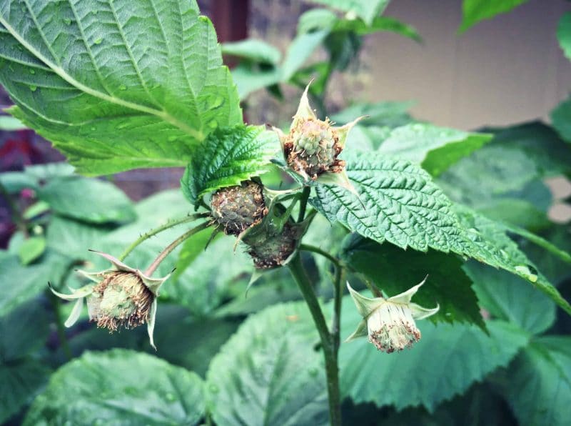 green raspberries