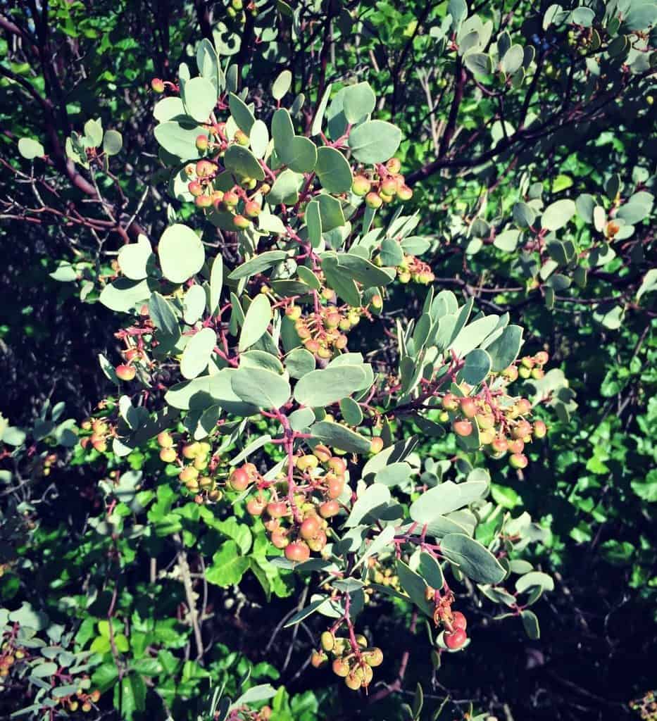 manzanita berries