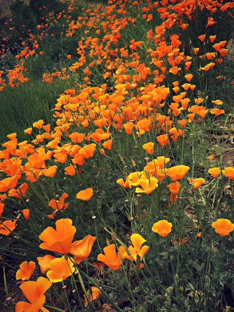 california poppies