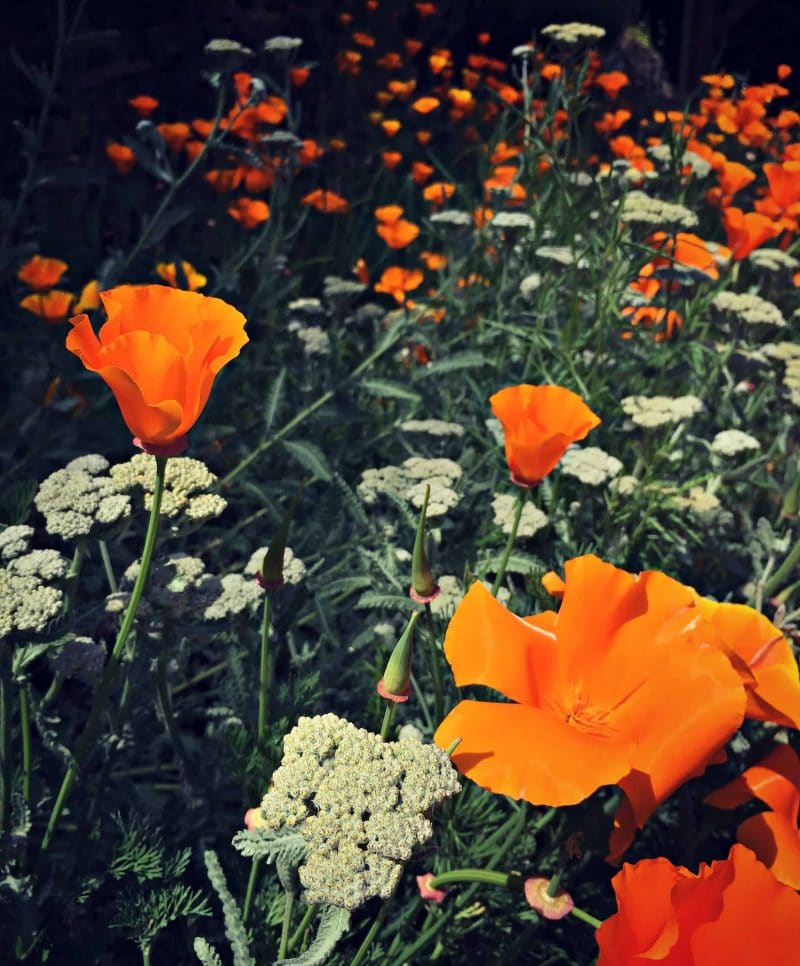 poppies and yarrow