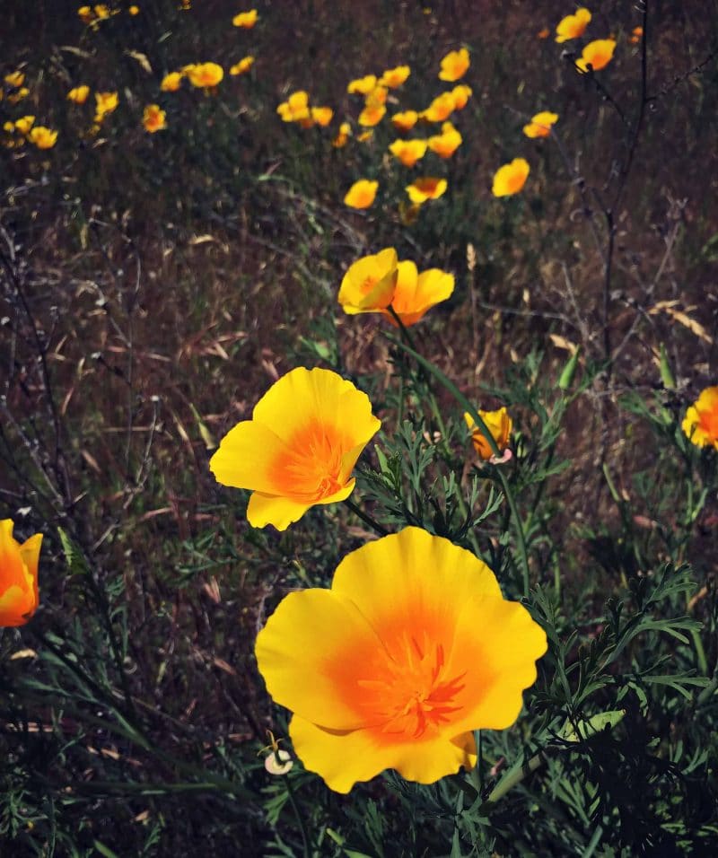 poppies that are yellow with an orange center