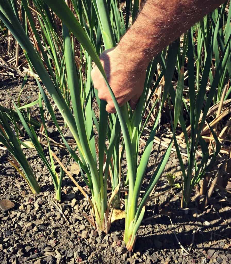 pulling cattail shoot