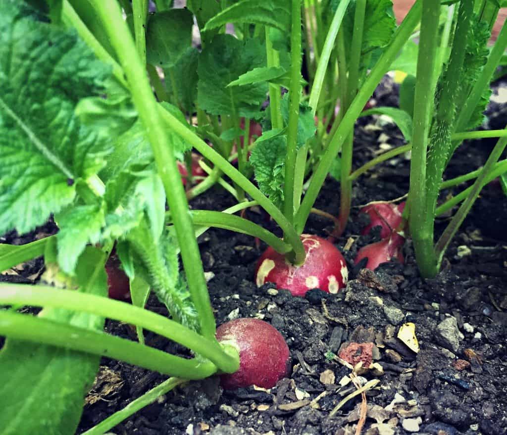 radishes