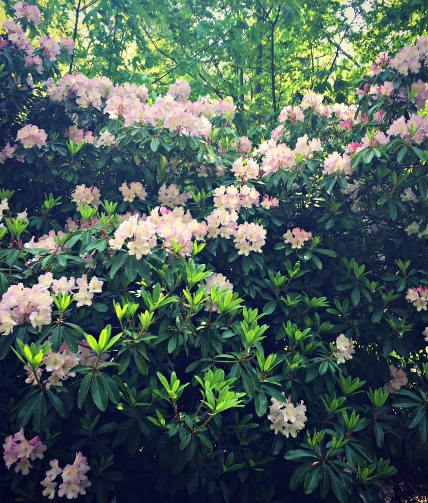 rhodies 2